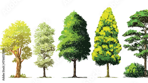 Vector Trees Collection Set with Outline for Isolation - Professional Stock Photo
