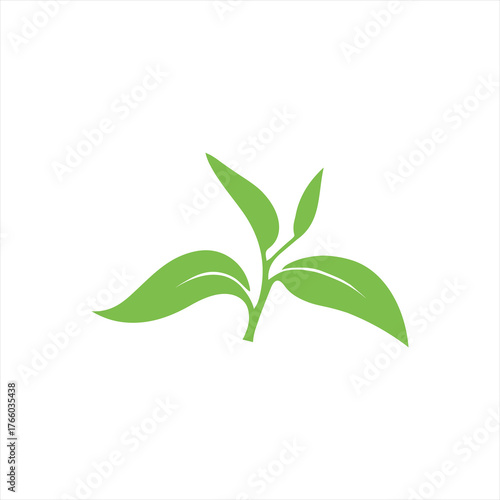Green tea leaves sprout on a white background