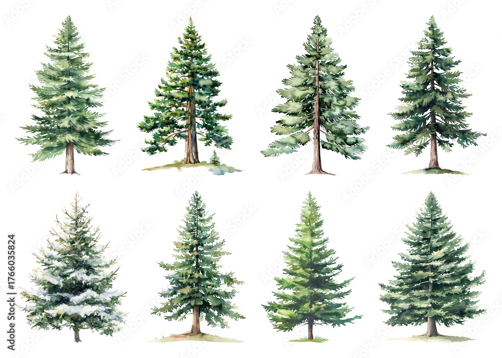 Obraz premium Diverse watercolor evergreen tree illustrations.