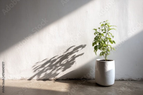Bright Sunlight Casts a Shadow of a Green Plant in a White Pot Against a Wall