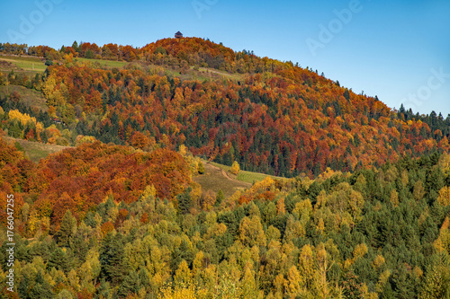 Fototapeta Naklejka Na Ścianę i Meble -  Koziarz