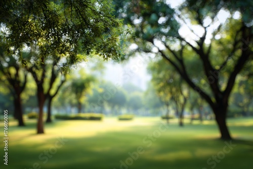 Walking Through a Serene Park Lined With Tall Trees During a Sunny Day in Spring