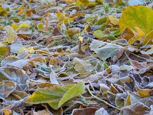 Background of fallen autumn leaves covered with frost