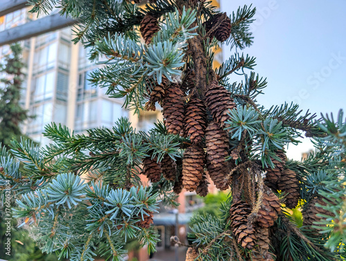 Cluster of Blue Spruce Cones and Needles Against Urban Backdrop