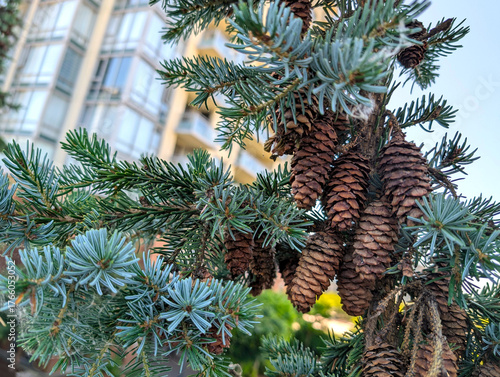 Cluster of Large Fir Tree Cones and Needles Against Urban Backdrop