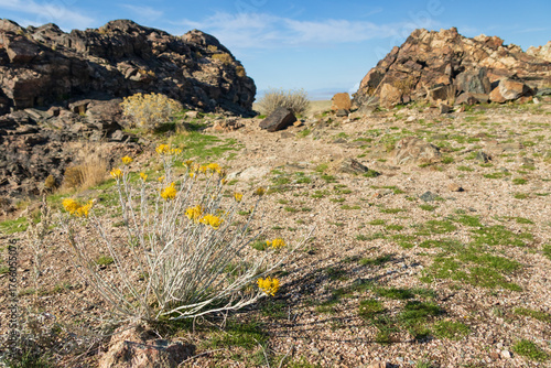 Yellow wildflowers along Dooley Knob trail on Antelope Island State Park, Utah