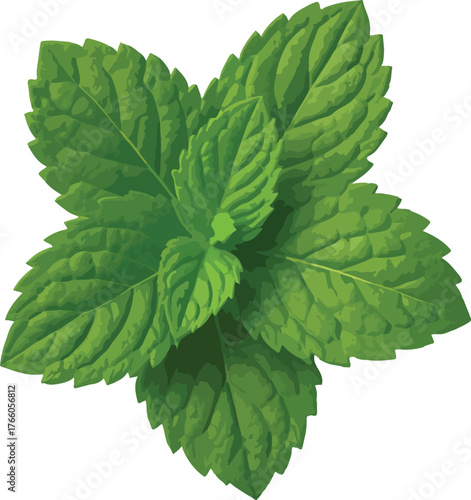Green mint leaves cluster isolated on white background 1