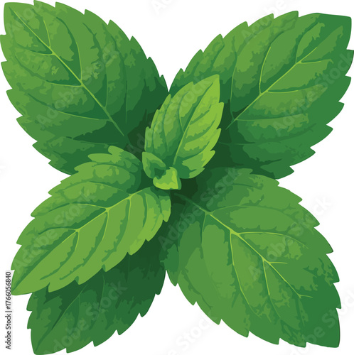 Green mint leaves cluster isolated on white background