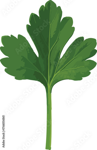Green parsley leaf with stem on white background herb