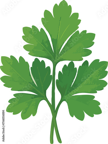 Green parsley leaves with textured detail herb leaf