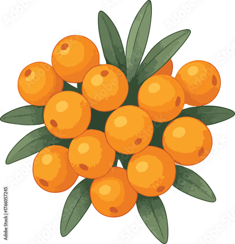 Orange Sea Buckthorn Berries and Green Leaves fruit