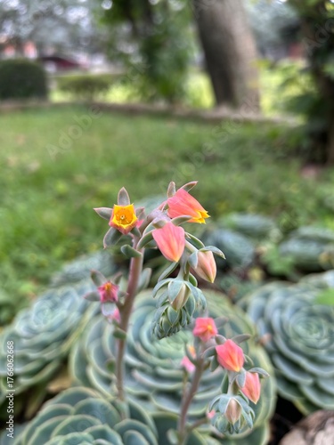 Close-up view of vibrant pink and yellow succulent flowers blooming in a lush green garden during daylight