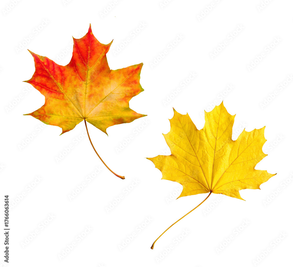 Obraz premium Bright autumn maple leaves isolated on transparent background