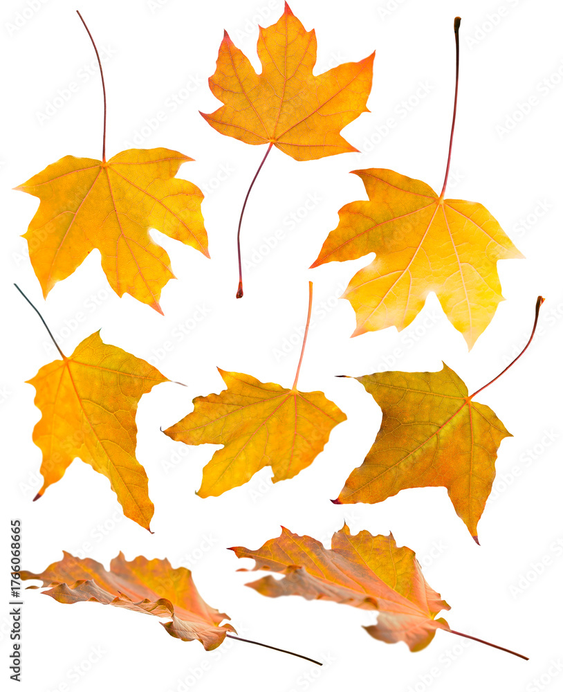 Fototapeta premium Set of a colorful autumn maple leaf isolated on transparent background. Vibrant orange and yellow tones highlight the beauty of fall season and natural details. PNG