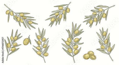 Olive branches with green olives and leaves are depicted in a vintage botanical illustration style, perfect for decorative designs.