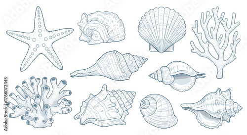Illustration of a variety of seashells, coral, and starfish scattered across a white background, evoking a sense of the ocean's treasures.