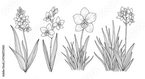 Detailed black and white line drawing of four different orchids, showcasing botanical illustration and natural beauty in a minimalist style.