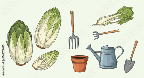 Gardening vector illustration with endive, bok choy, tools like watering can, spade, fork, and a pot of soil against a light background.