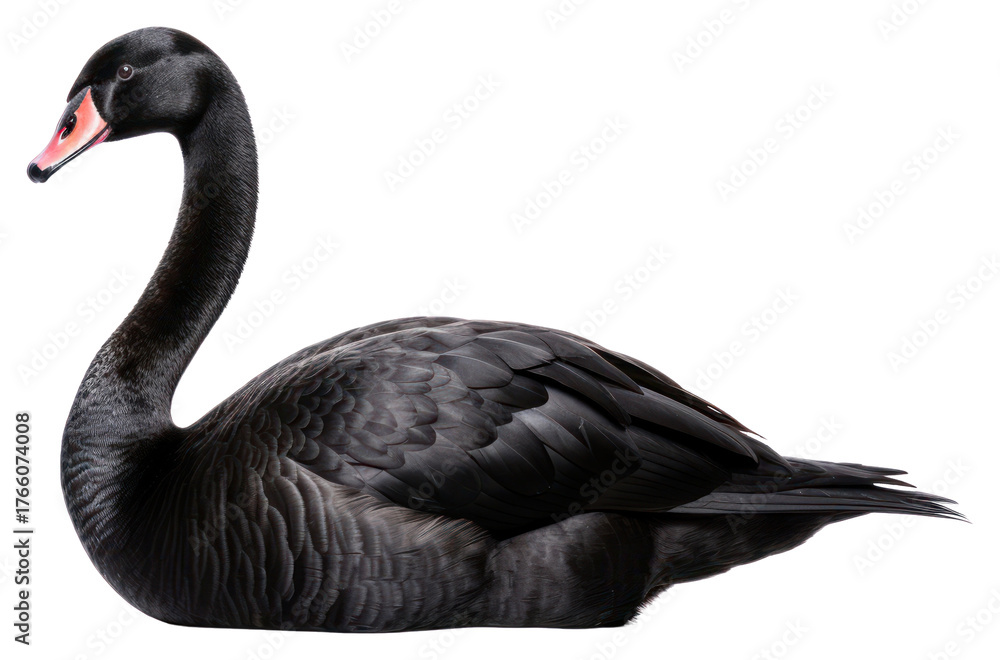 Fototapeta premium Animal goose bird swan.