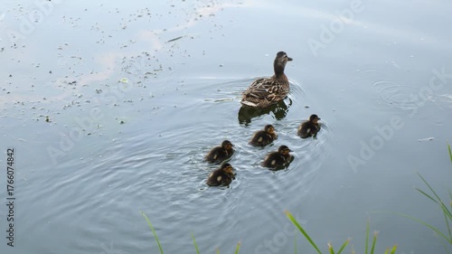Mallard duck mother swimming in a calm pond while her adorable fluffy ducklings follow her in a row. Wonderful scene of animal family and parenting instinct in their natural habitat