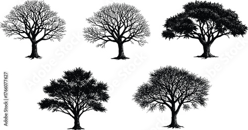 Tree silhouette illustration, seasonal nature design, bare branches, leafy canopy, forest elements, botanical art, landscape asset, black vector trees