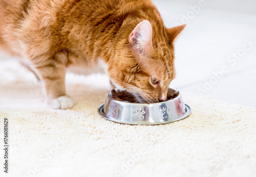 An orange tabby shorthair cat eating food out of a dish