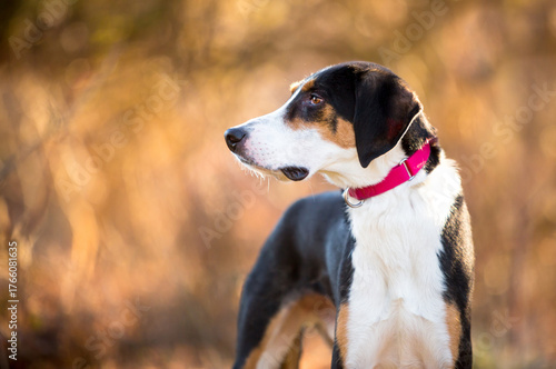 Foto A tricolor American Foxhound dog outdoors