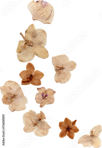 pressed dried orchid flowers png cutout