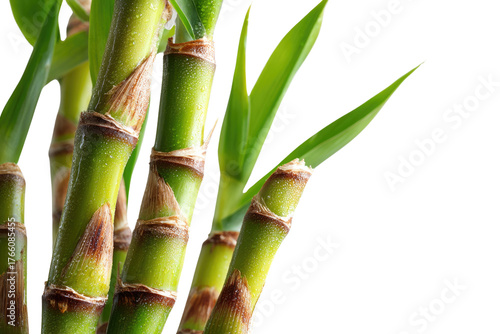 Fresh green sugarcane stalks with visible water droplets and broad leaves, against a solid transparent background, highlighting natural freshness. background removed