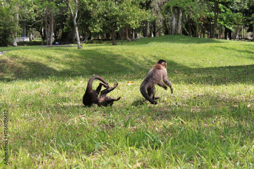 Vászonkép Macacos no Jardim Botânico com filhotes e brincando