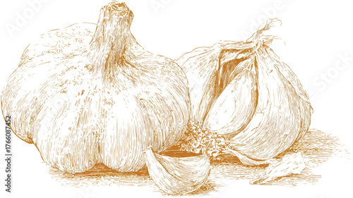 Detailed Drawing of Garlic Bulb and Vector Illustration with Outline Isolated on White Background