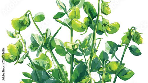 Chickpea Annual Legume Plant Green Stems Vector with Outline