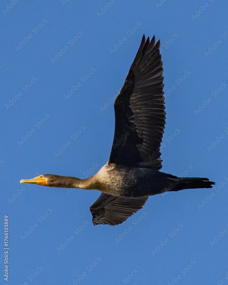 Obraz premium Cormorant flying against a blue sky