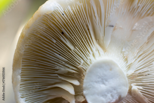 A detailed, close-up view reveals the intricate gill structure on the underside of a mushroom, showcasing its delicate biological patterns.
