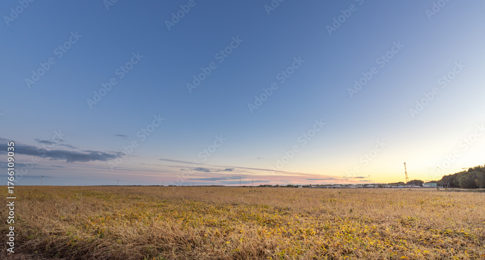Fototapeta premium Field of yellow grass with a clear blue sky in the background