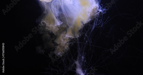 Wallpaper Mural Close view of a pale jellyfish pulsing through dark water. Soft translucent folds bloom and curl while long tentacles trail behind, creating a calm, weightless, feeling of silence and fragility. Torontodigital.ca