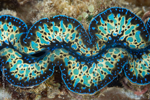 Detail of a beautiful giant clam, Tridacna crocea, that is embedded in a coral reef in the Banda Sea, Indonesia. These colorful bivalves are only found in the Indo-West Pacific region.