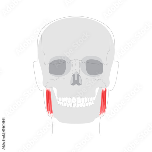 Masseter - Human chewing muscle shown in diagram responsible for elevating the mandible, crucial for biting and grinding, depicted in medical illustration for dental and anatomical education.