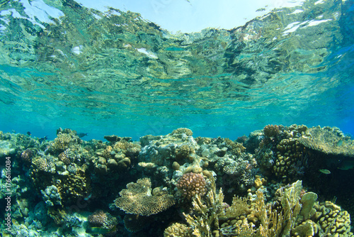 Fototapeta Naklejka Na Ścianę i Meble -  The surface and the reef blend into the clear water