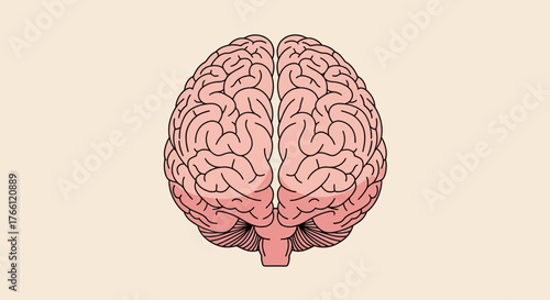 Detailed illustration of the human brain, showcasing its intricate structure.
