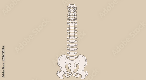 Anatomical illustration of the human vertebral column and pelvis.