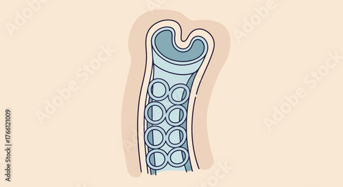 Detailed illustration of a human vein with valves and blood flow.