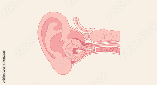 Anatomical Illustration of the Human Ear Cross Section.
