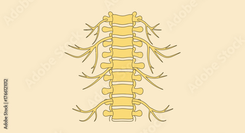 Illustration of the human spinal cord and nerves branching out.