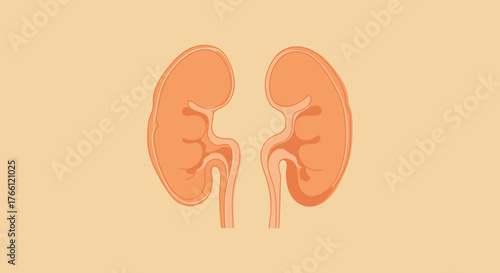 Medical illustration of two human kidneys, vital organs for health.