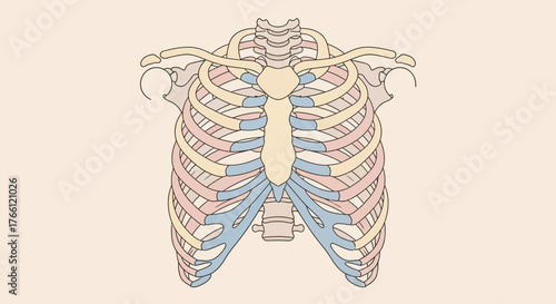 Anatomical illustration of the human rib cage and sternum.