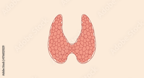 Thyroid gland illustration depicting the human endocrine system anatomy.