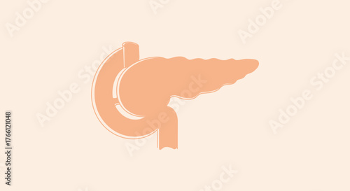 Illustration of the human pancreas organ and duodenum.
