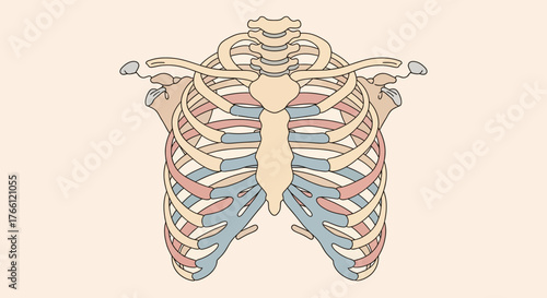 Colorful anatomical illustration of the human rib cage and sternum.
