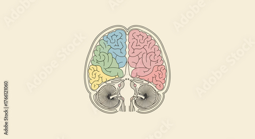 Brain illustration showcasing different sections and their functions in detail.